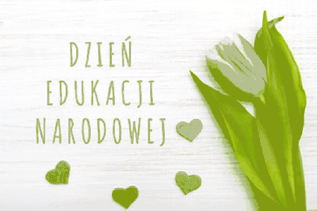 Różowy tulipan dzień Edukacji Narodowej